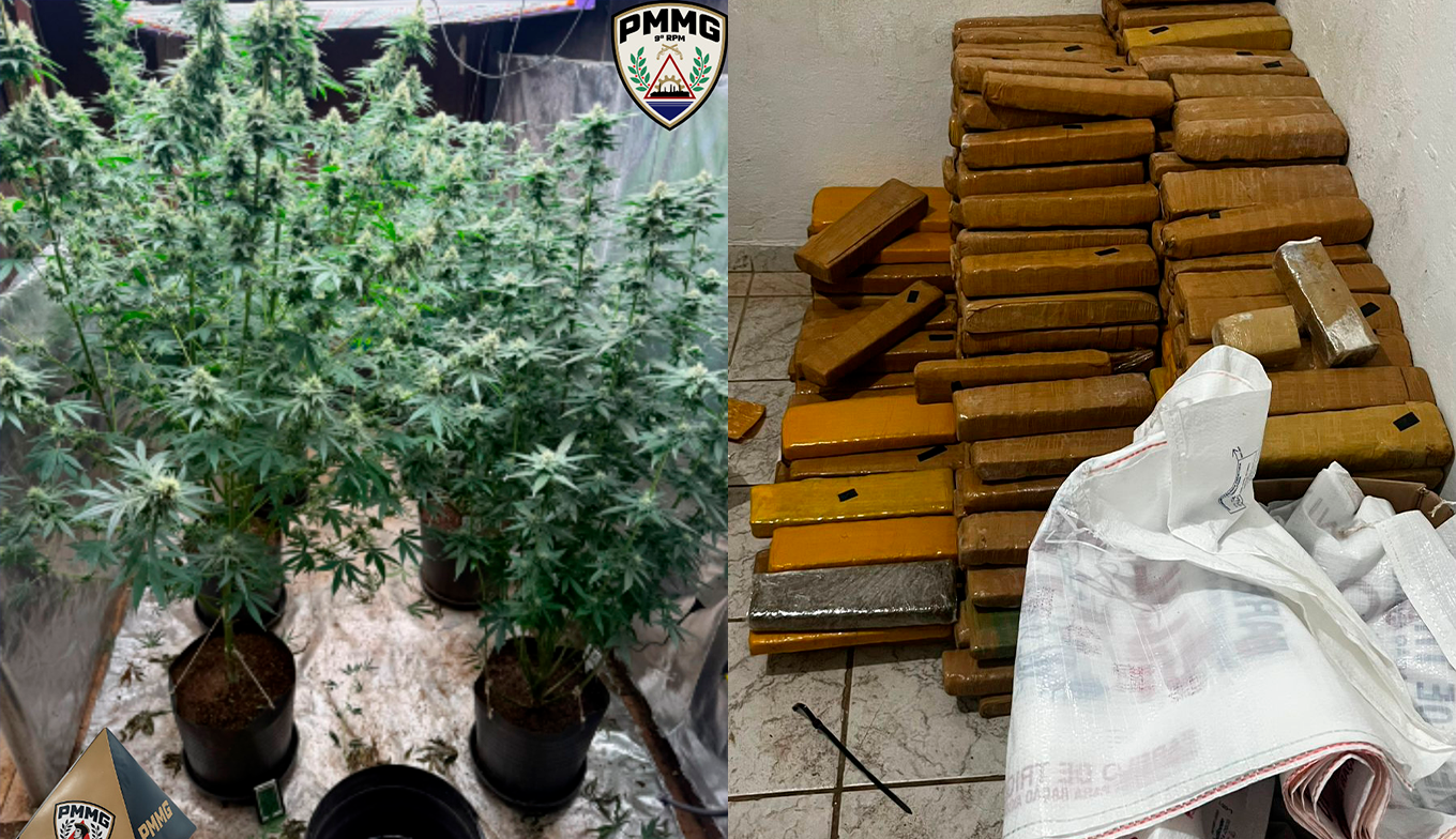 Plantação de maconha é descoberta em Uberlândia após furto de celular