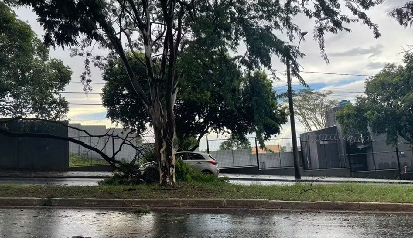 Temporal provoca queda de árvores e transtornos em Uberlândia
