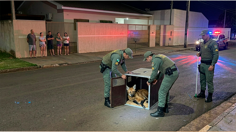 Lobo-guará é resgatado após aparecer em frente a residência no bairro Jardim Brasília