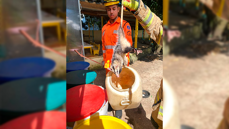 Gambá é resgatado em lixeira de escola infantil em Araxá