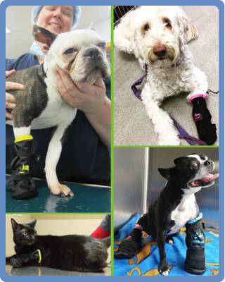 Free Medipaw Boot Sample For  Veterinarian Clinics