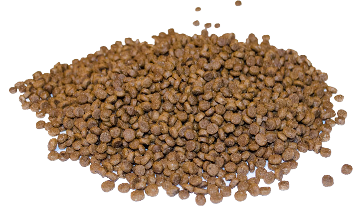 Free dog food sample for first-time buyers