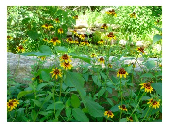 free Black-Eyed Susan and Butterfly Milkweed seed packs