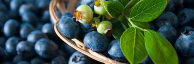 Free Natural Flavor Sample 