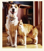 Free Pet Exam at VCA Animal Hospitals