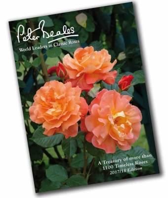 Free Peter Beales Flower Book