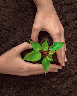 Free Plantable Seed Paper Heart