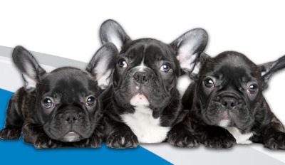 Free Sample of MultiMenu Pet Food 