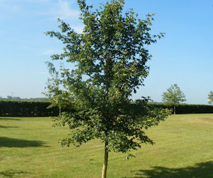 Free Trees & Hedges for North West Leicestershire 