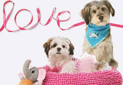 FREE Valentine’s Day Photo & Doggie Ice Cream at Petsmart (2/14 Only)