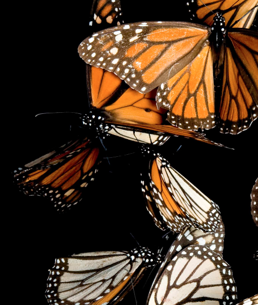 free pollinator seed packet from National Geographic