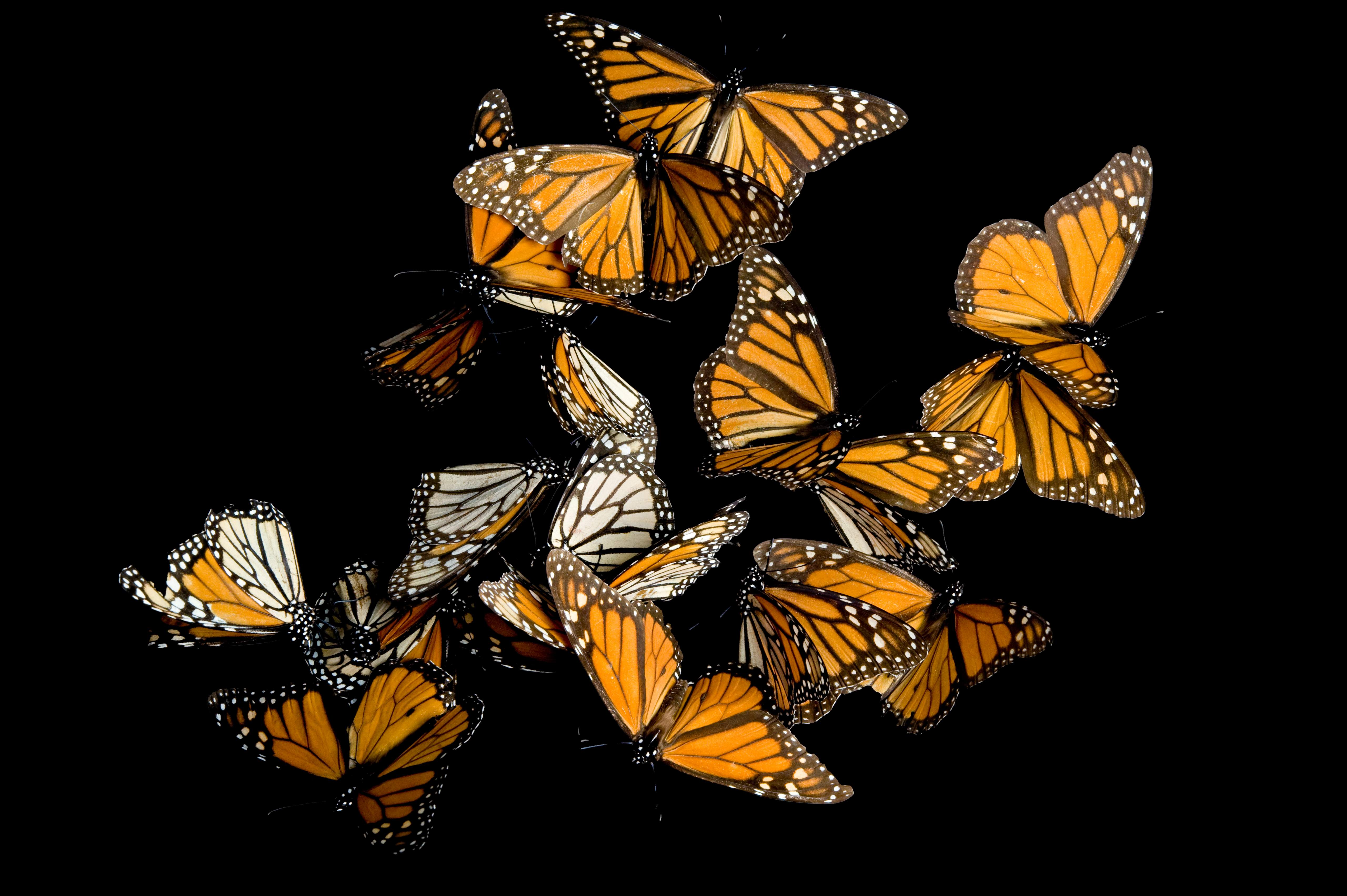 free pollinator seed packet