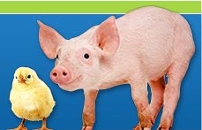 Vegan Guide from Vegan Outreach