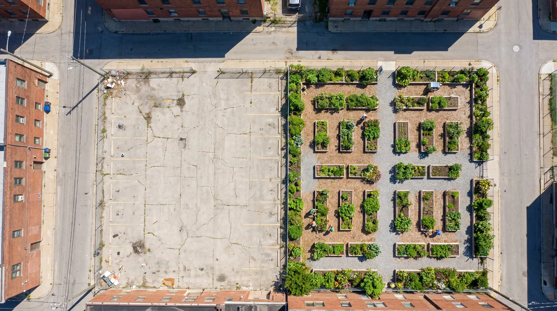 Before and after community garden transformation