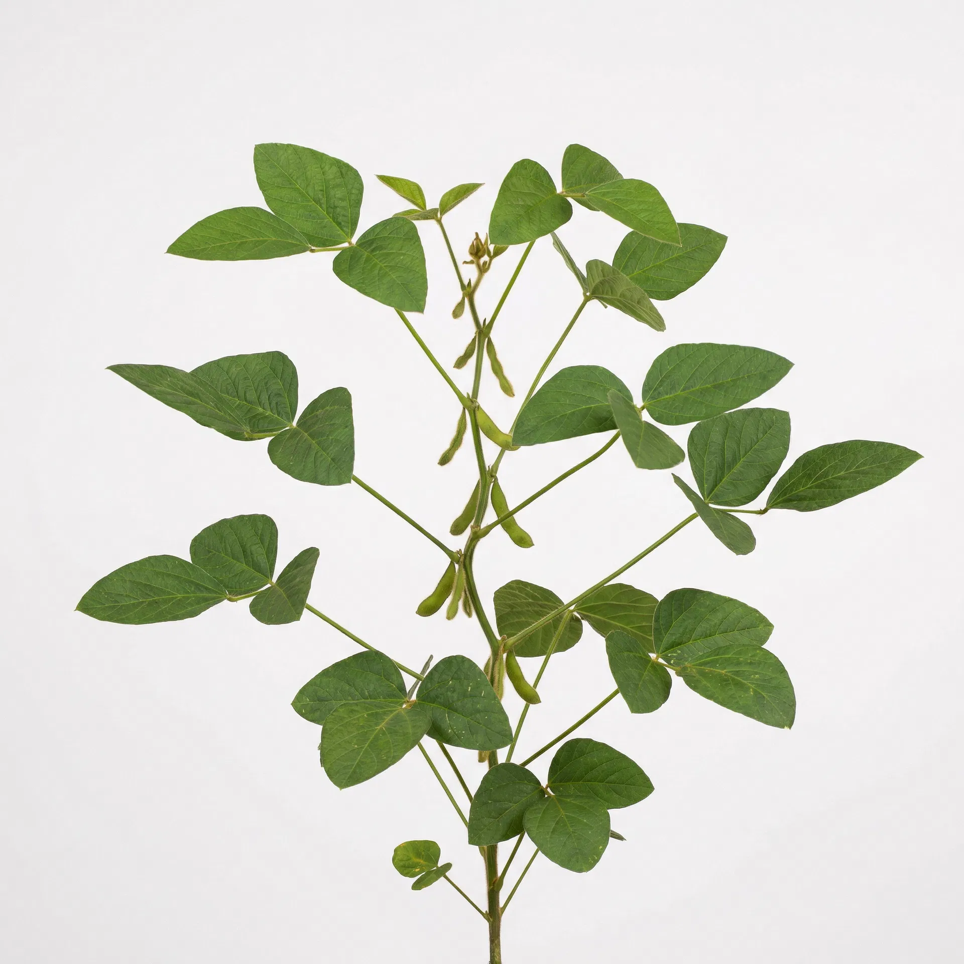 Desenvolvimento de Vagens