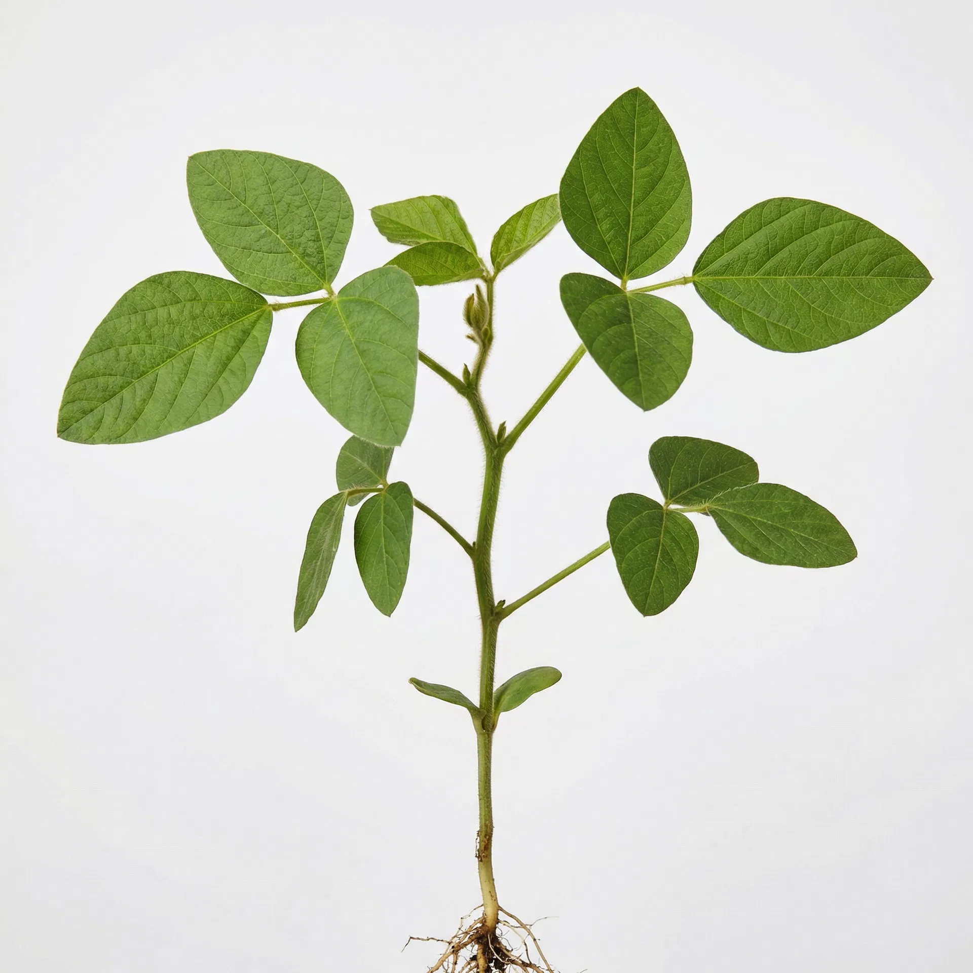 4 Folhas Trifolioladas