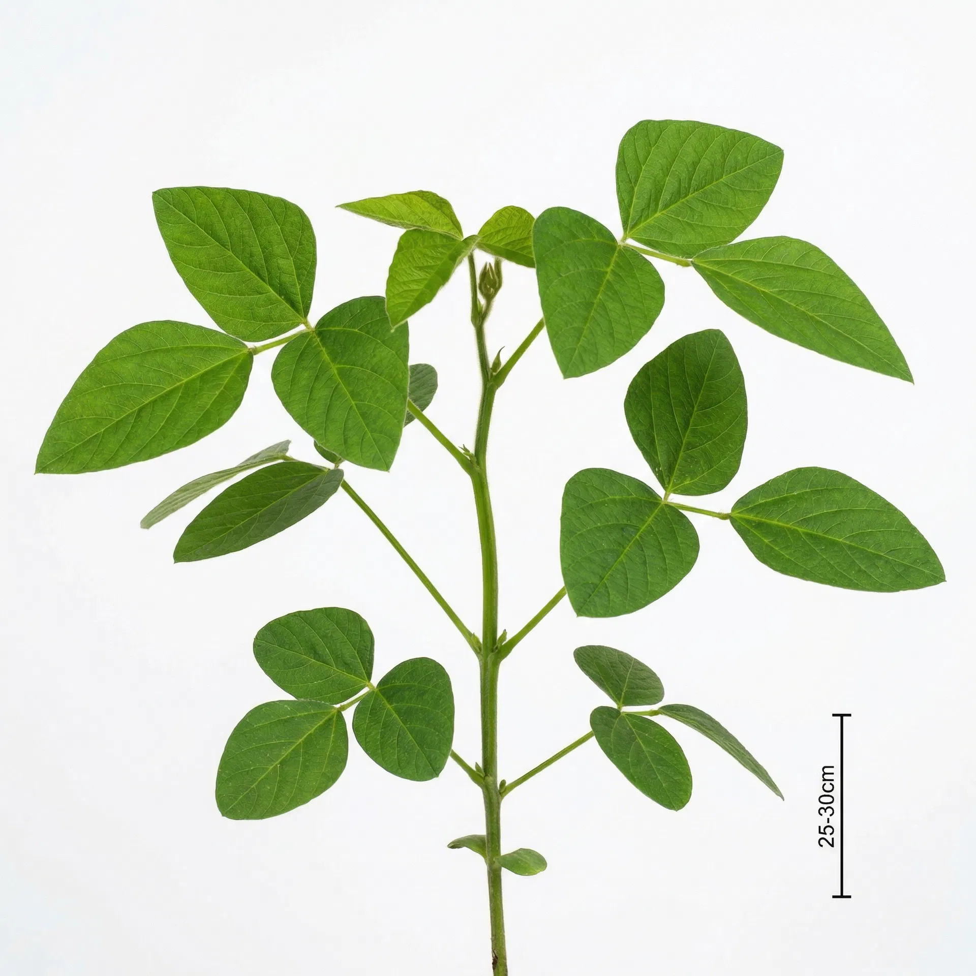 6 Folhas Trifolioladas