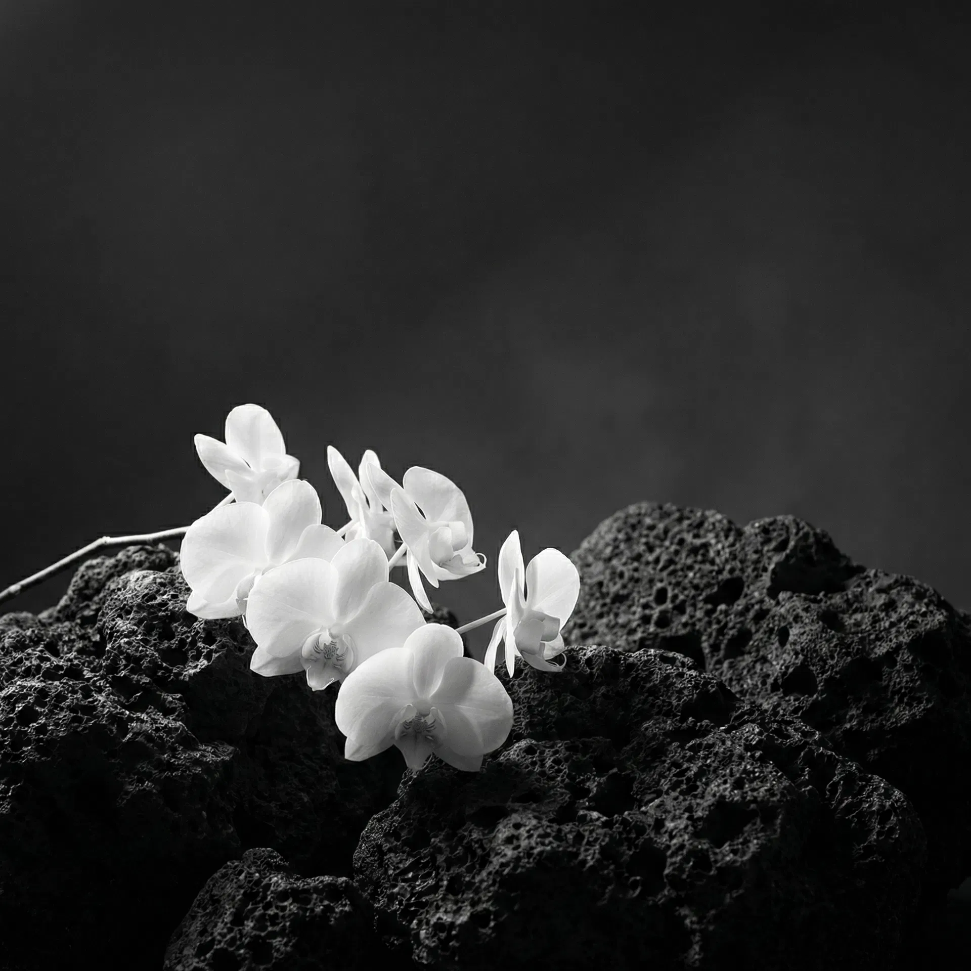 Alto Andar — Orquídea sobre pedra