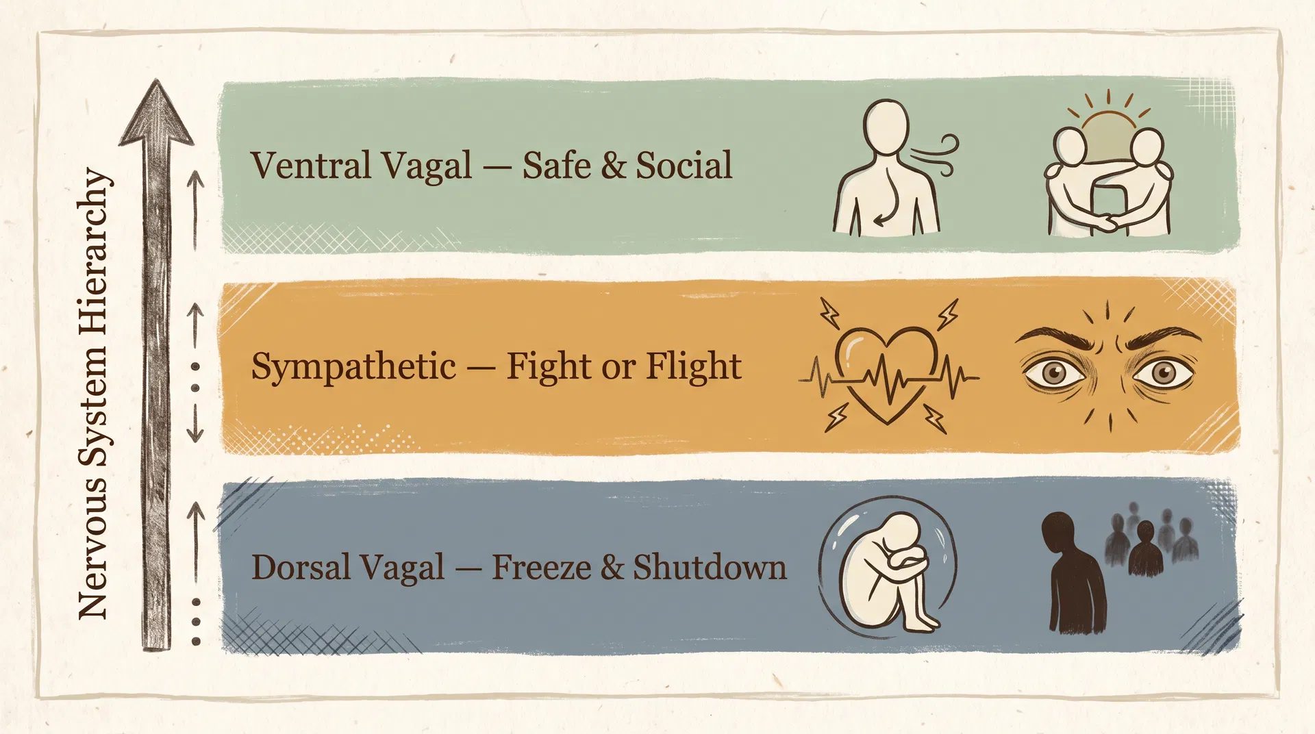 Hand-drawn style polyvagal ladder showing three autonomic states: Ventral Vagal (safe and social), Sympathetic (fight-or-flight), and Dorsal Vagal (freeze/shutdown)