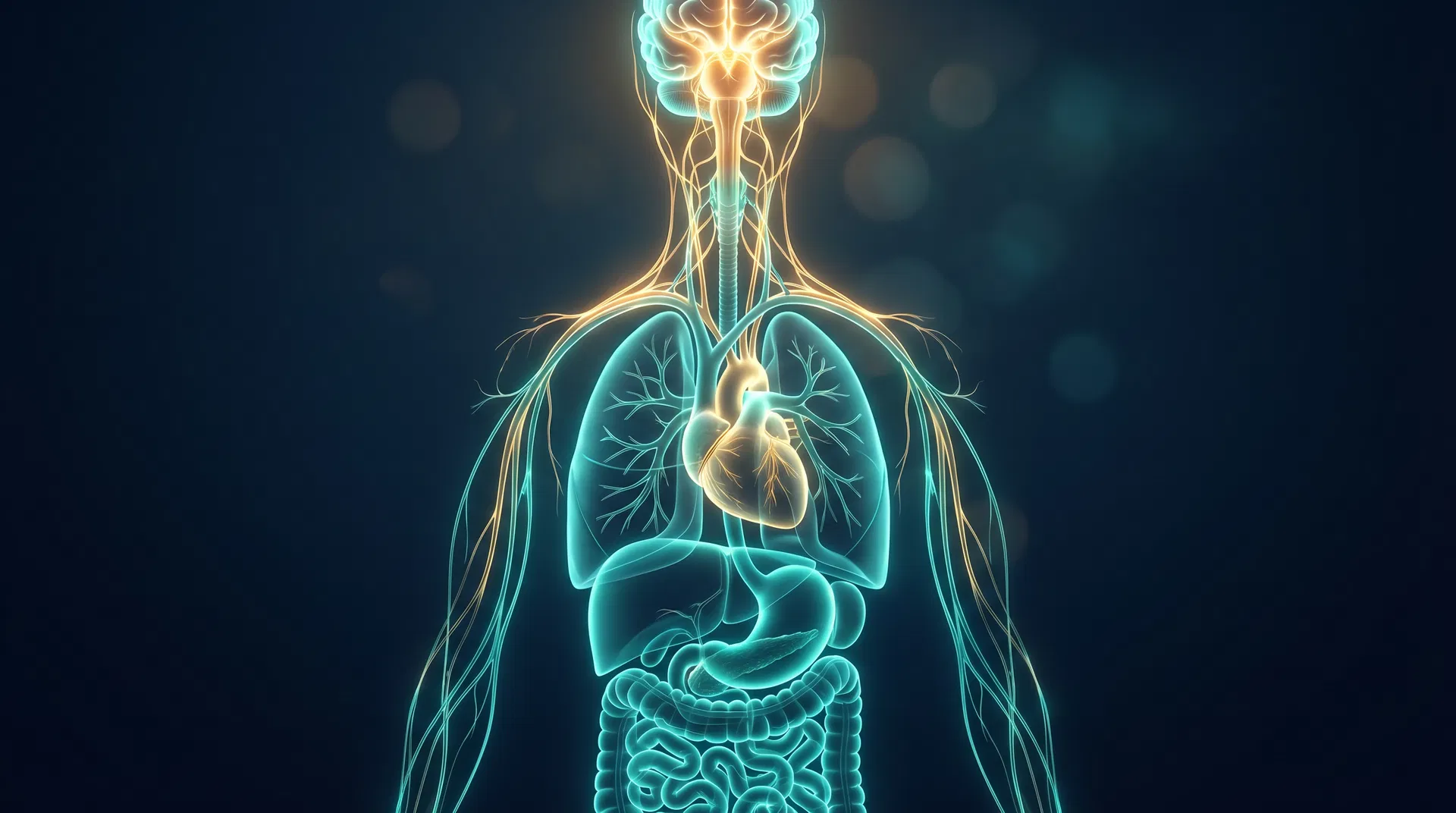 Vagus nerve pathway illustration — brain to gut