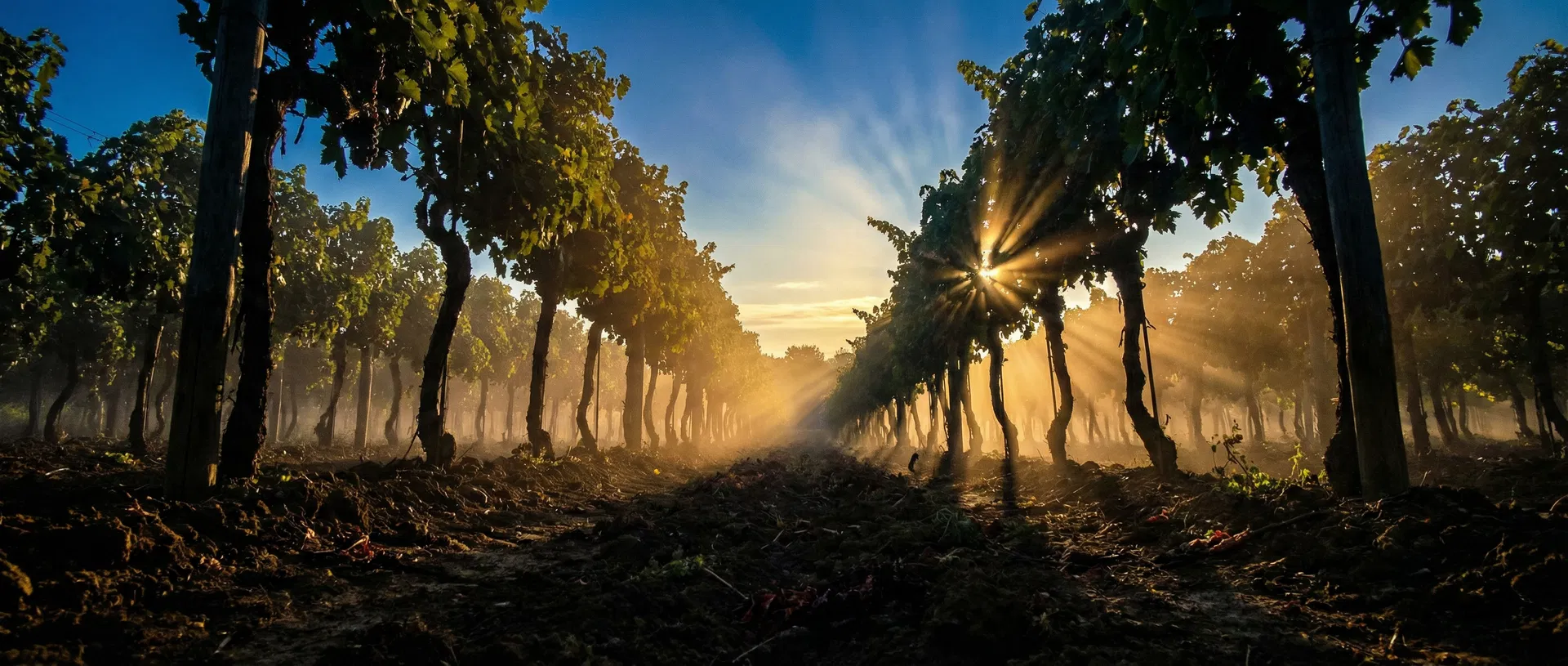 Wine Building Immersive