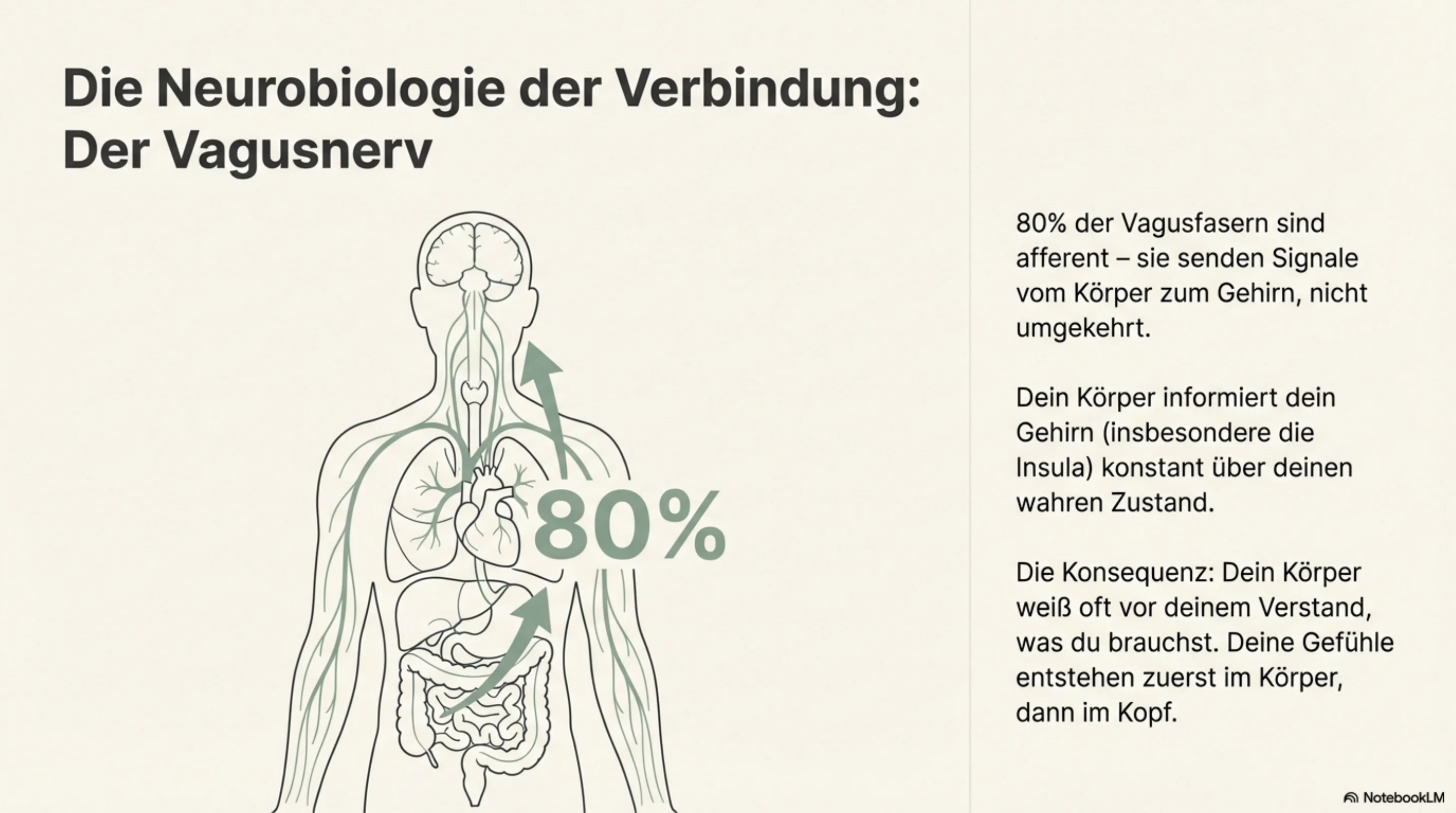 Die Weisheit des Körpers - Seite 4