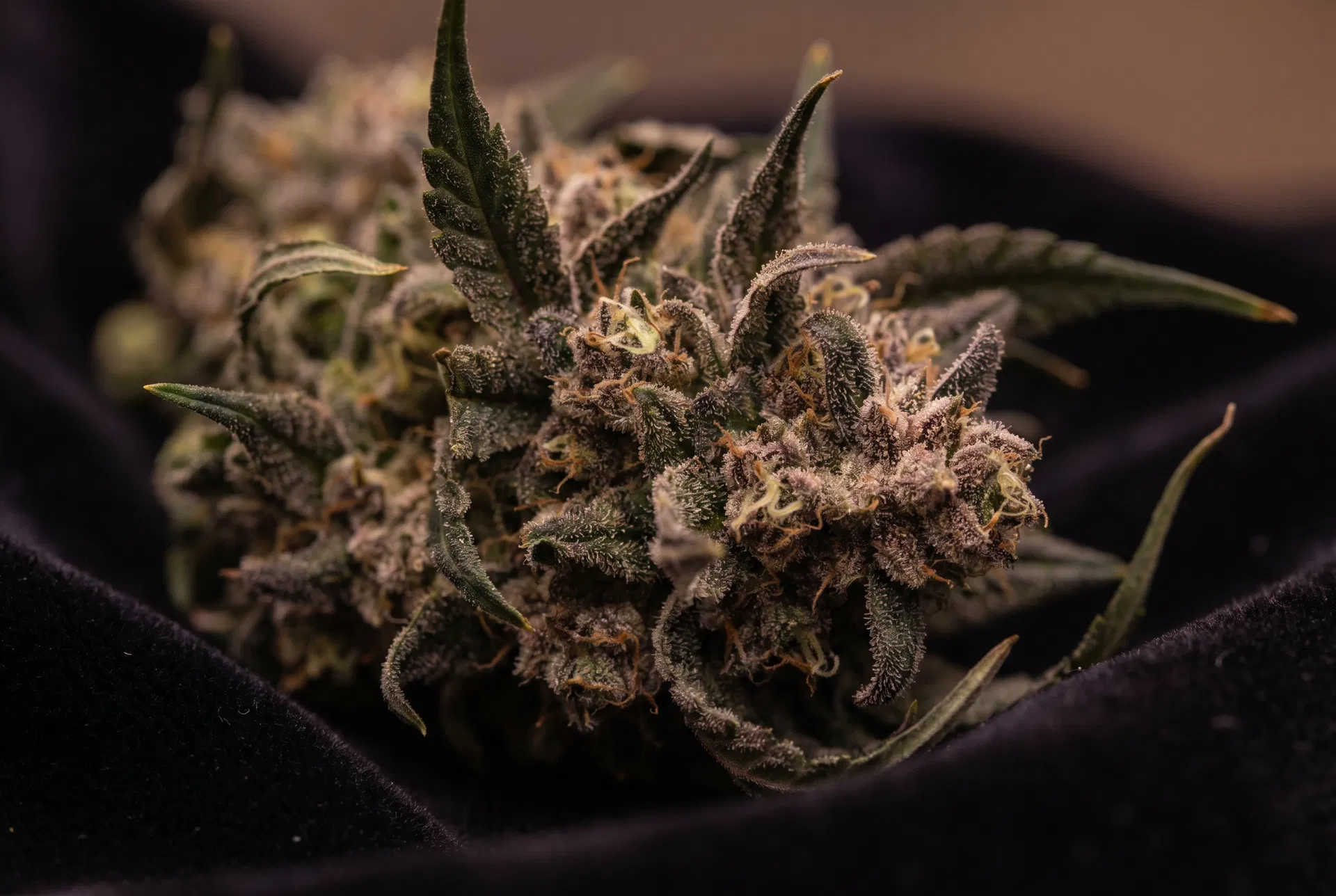 Girl Cookies THCA: A Strain Premiada com Sabor de Biscoito e Efeitos Profundos