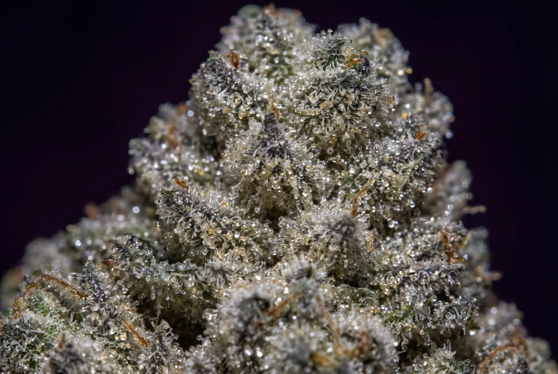 Glitter Bomb THCA: A Strain de Máxima Potência para Dor Intensa e Insônia