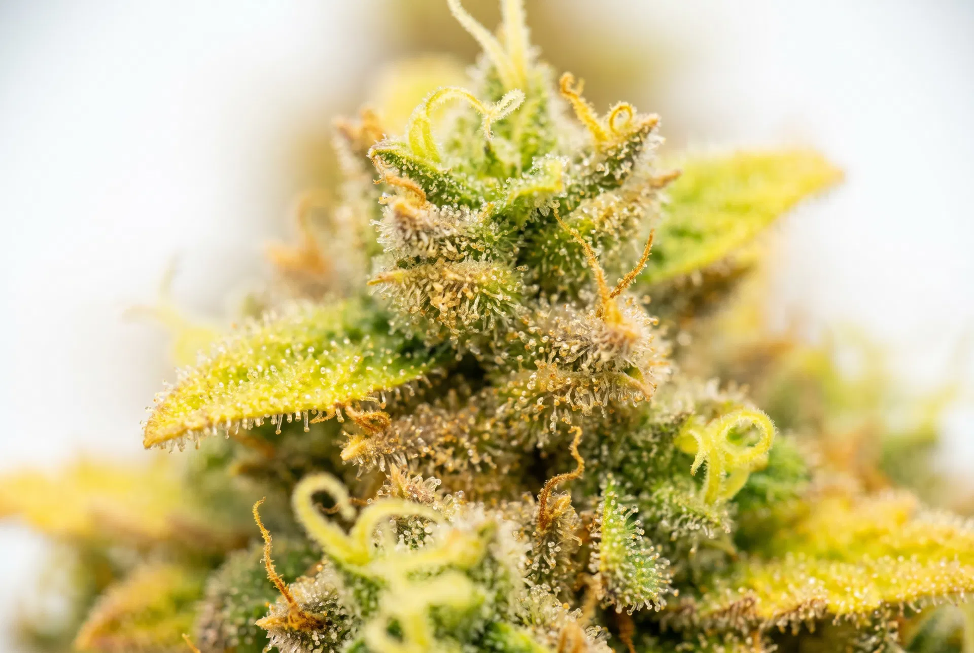 Lemon Octain CBD: A Strain Cítrica para Clareza Mental e Alívio de Ansiedade