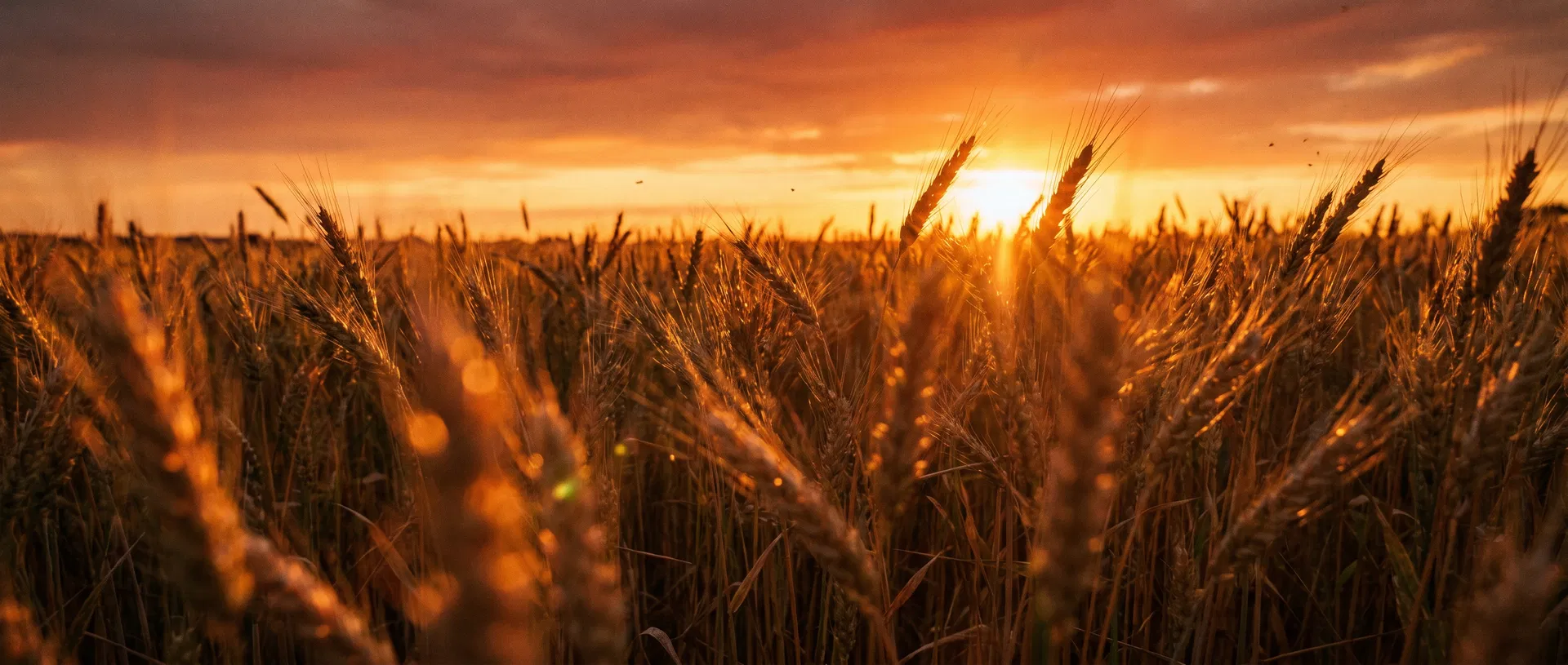 Campo de trigo dourado ao pôr do sol