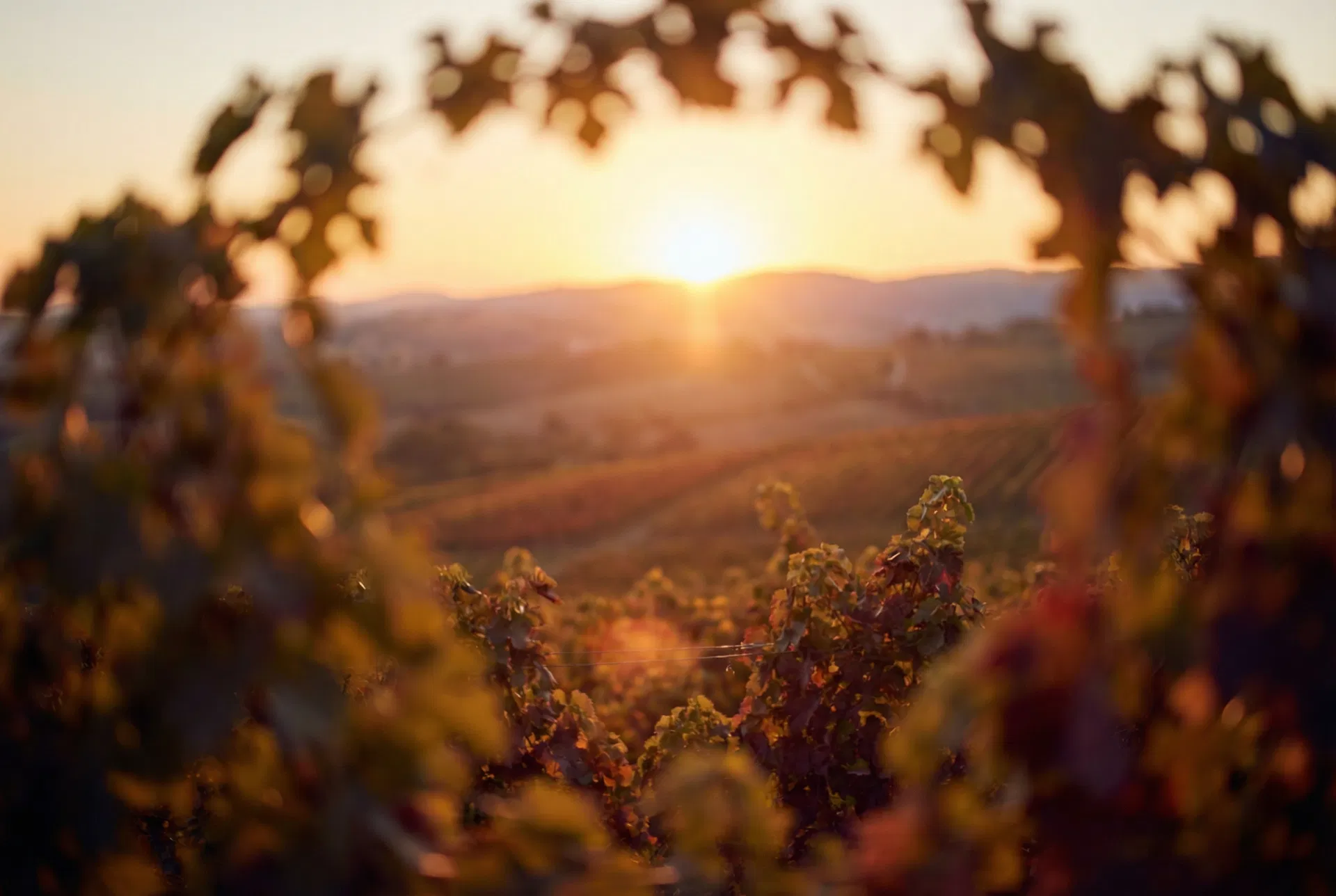 Wine cellar with warm lighting — start the AI for Wine Tourism course