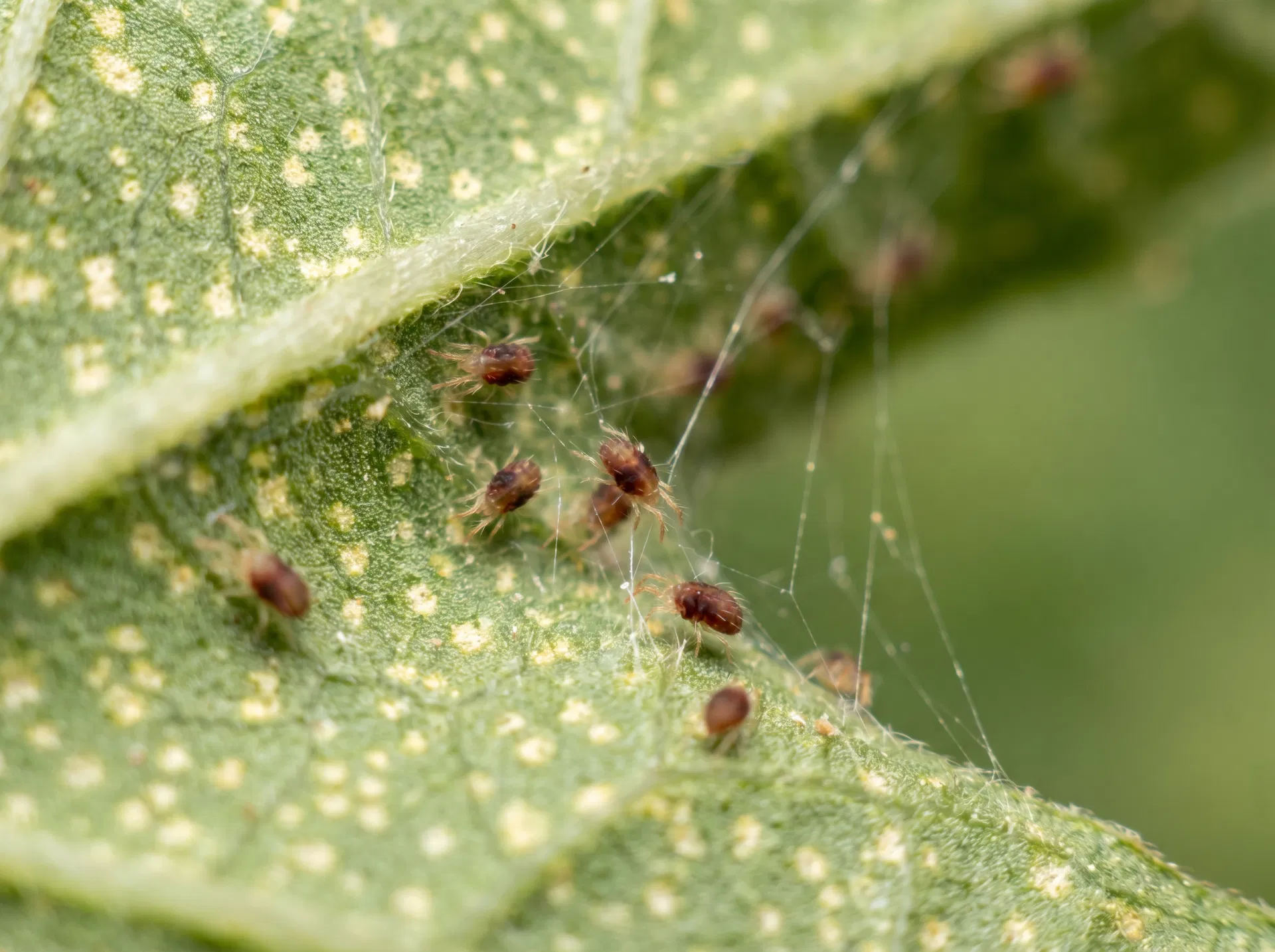 Spider Mites 2