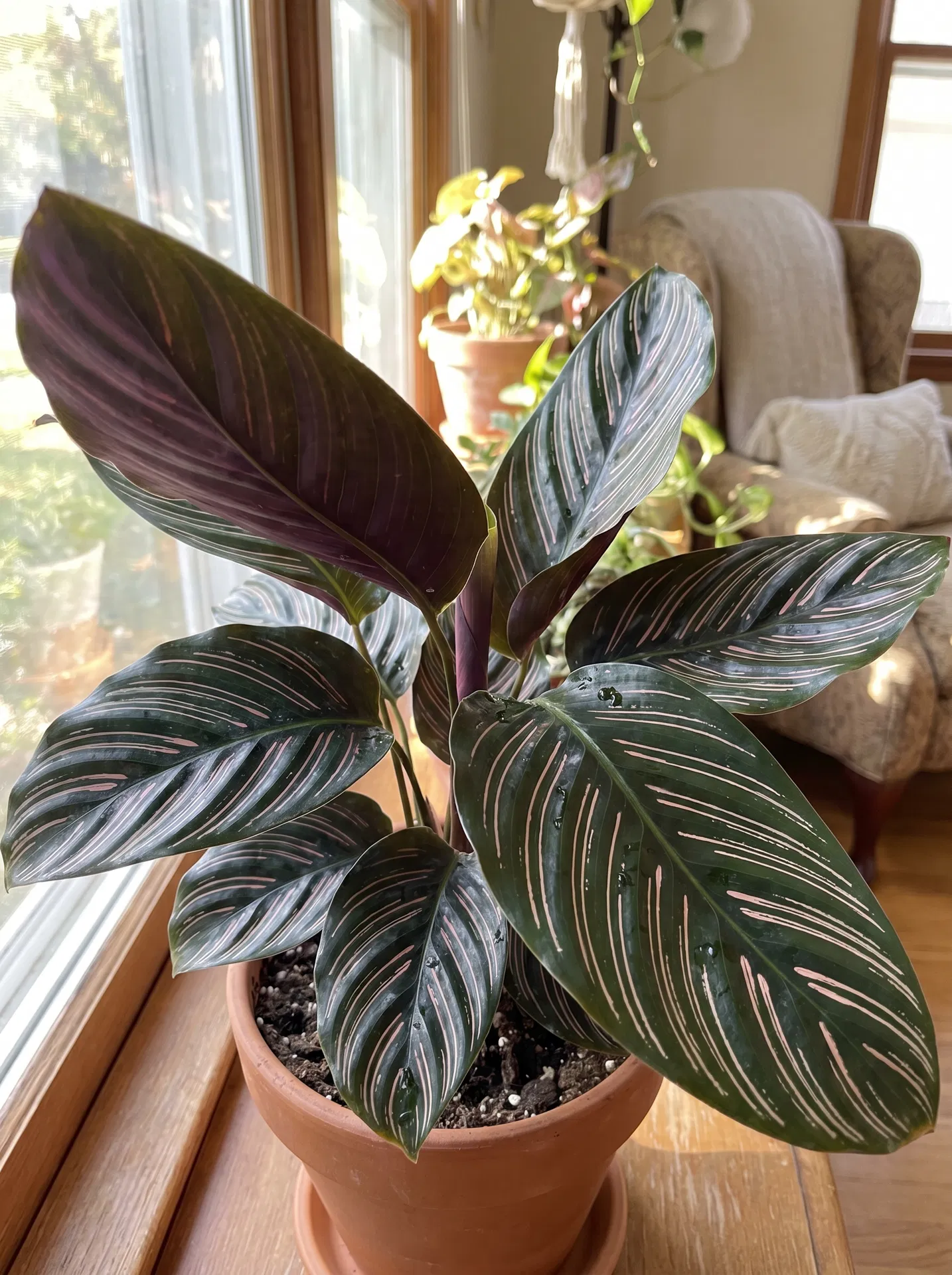 Calathea ornata pinstripe leaves