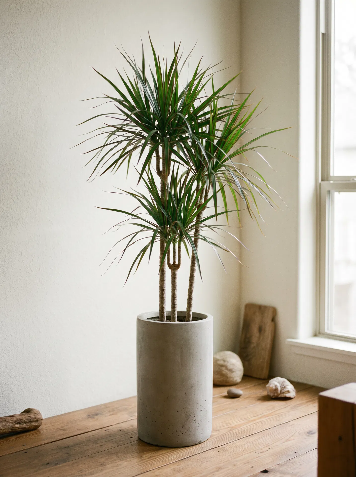 Dracaena Dragon Tree in room