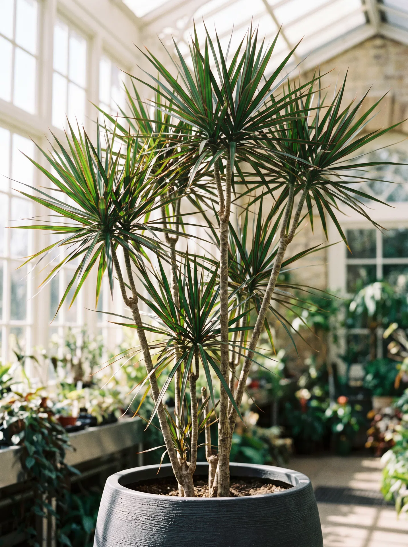 Dracaena marginata dragon tree