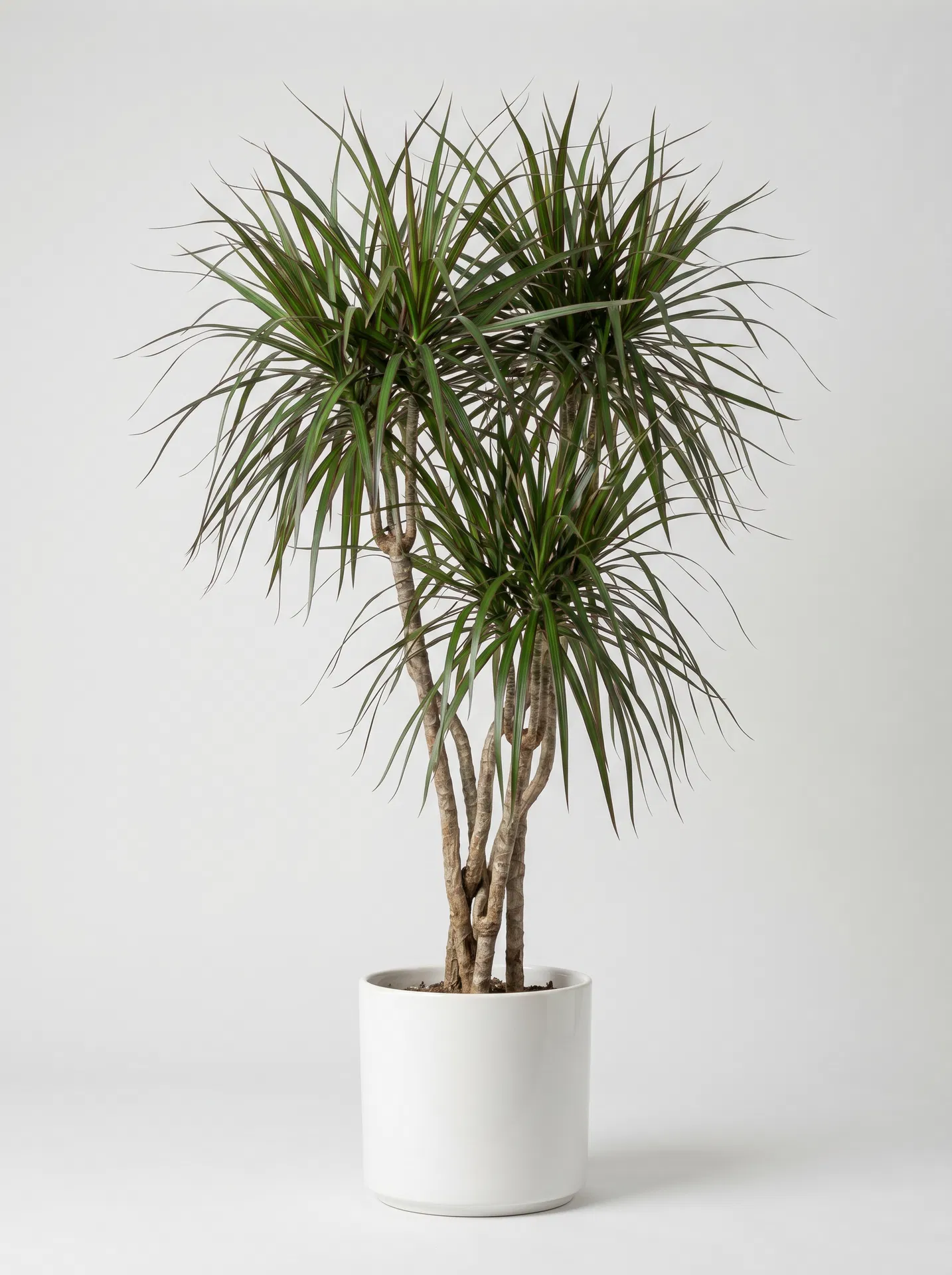 Dracaena Dragon Tree