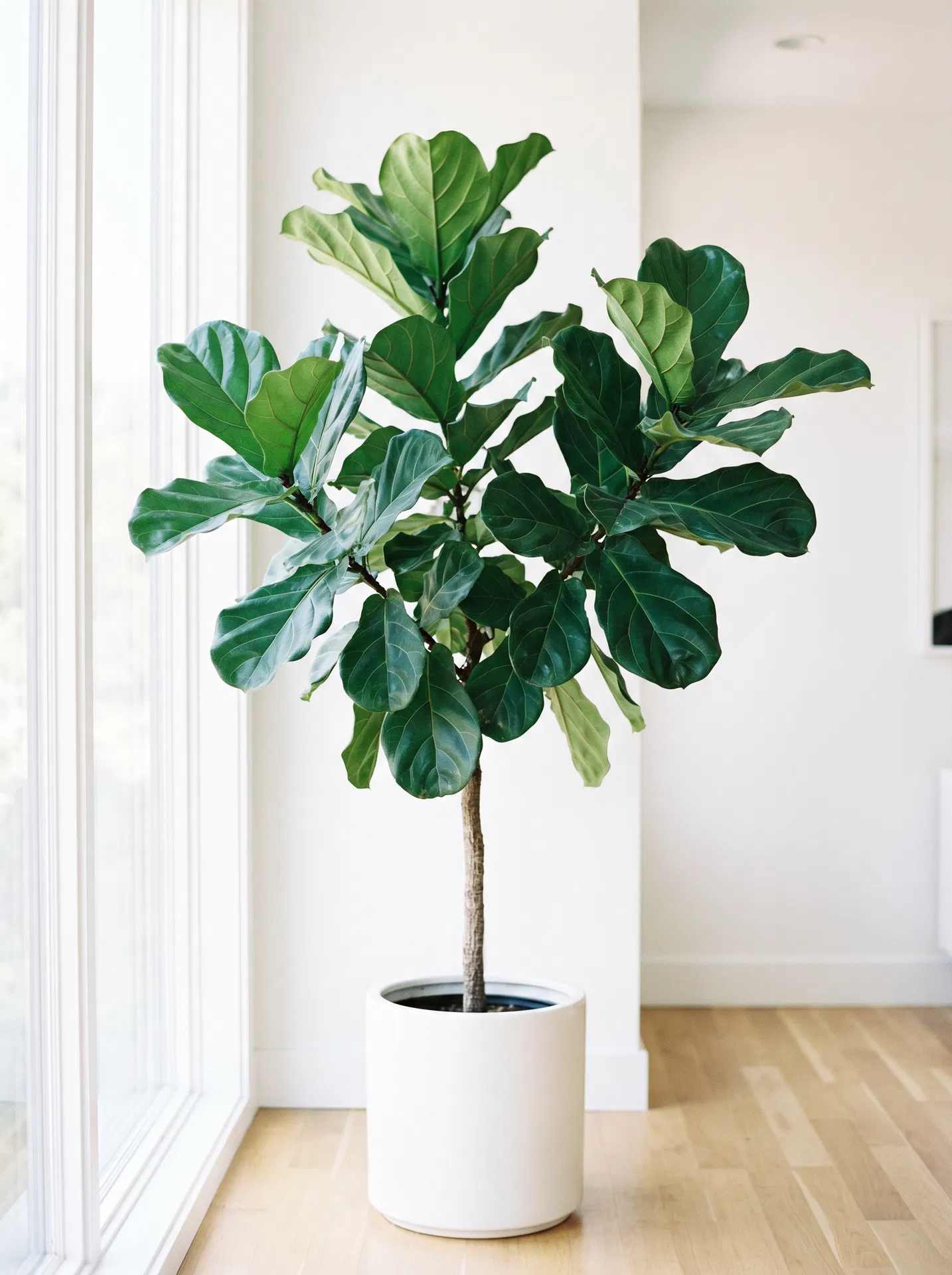 Fiddle Leaf Fig in bright room