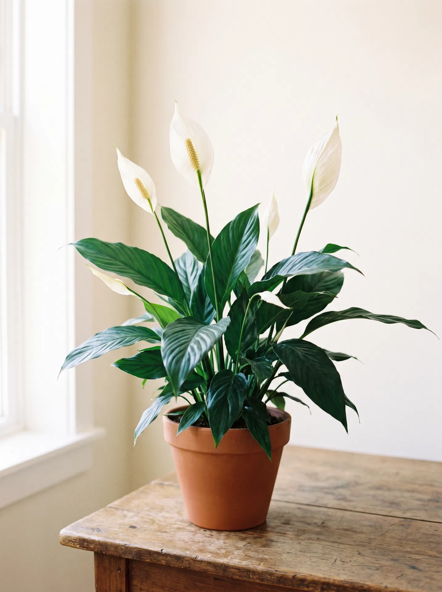Peace Lily in bloom