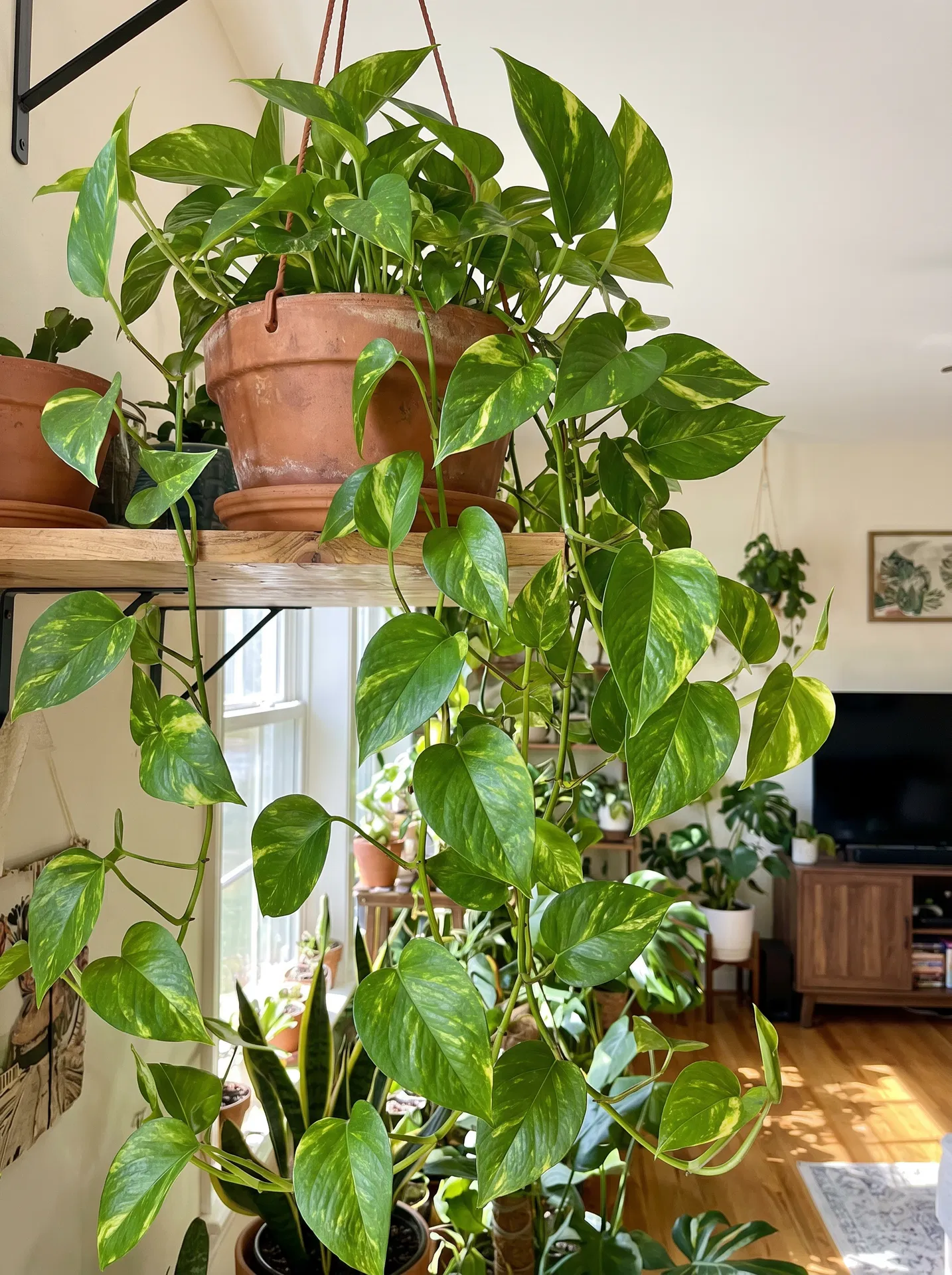 Pothos cascading from hanging pot