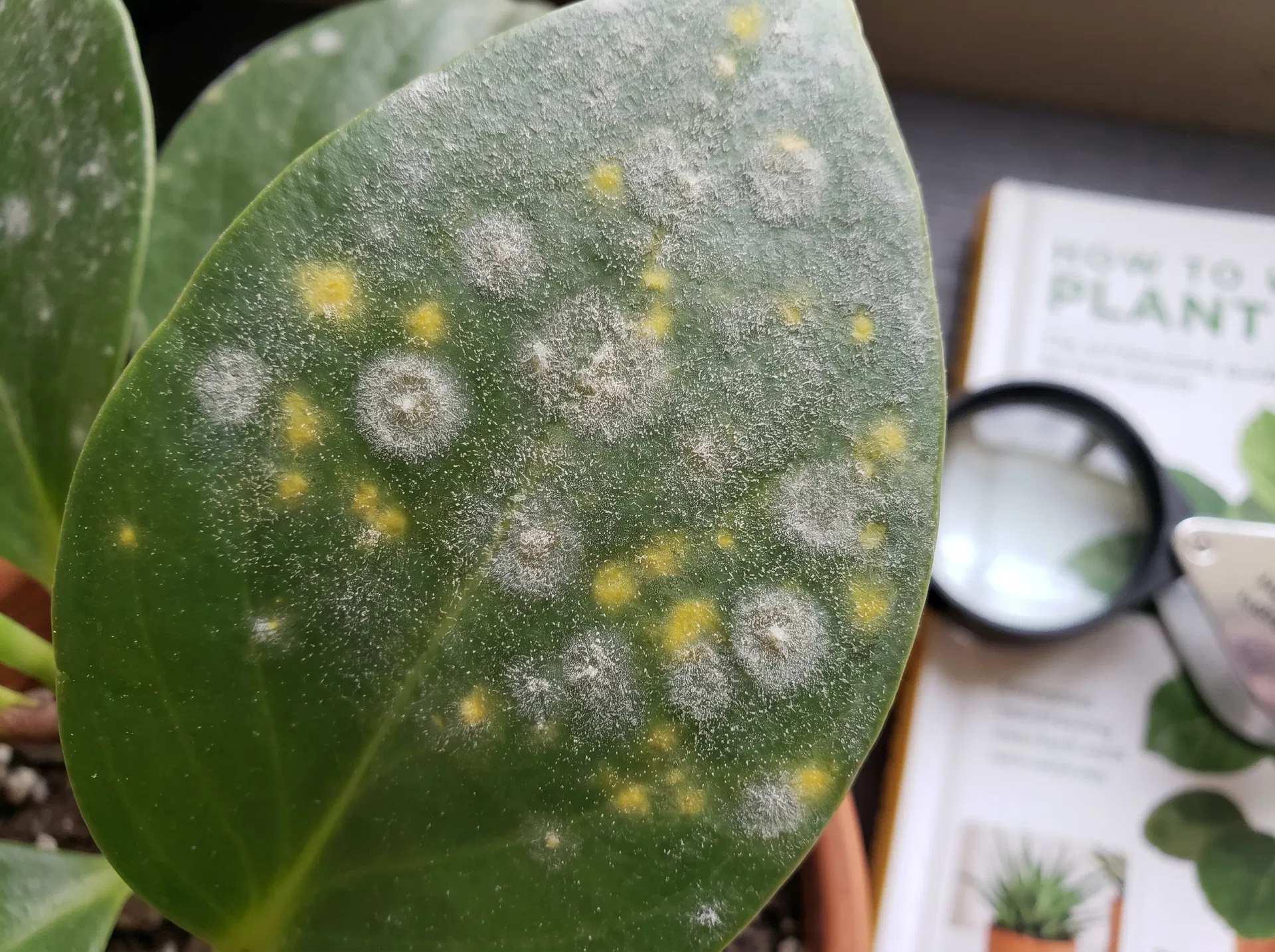 Fungal & Bacterial Disease 2