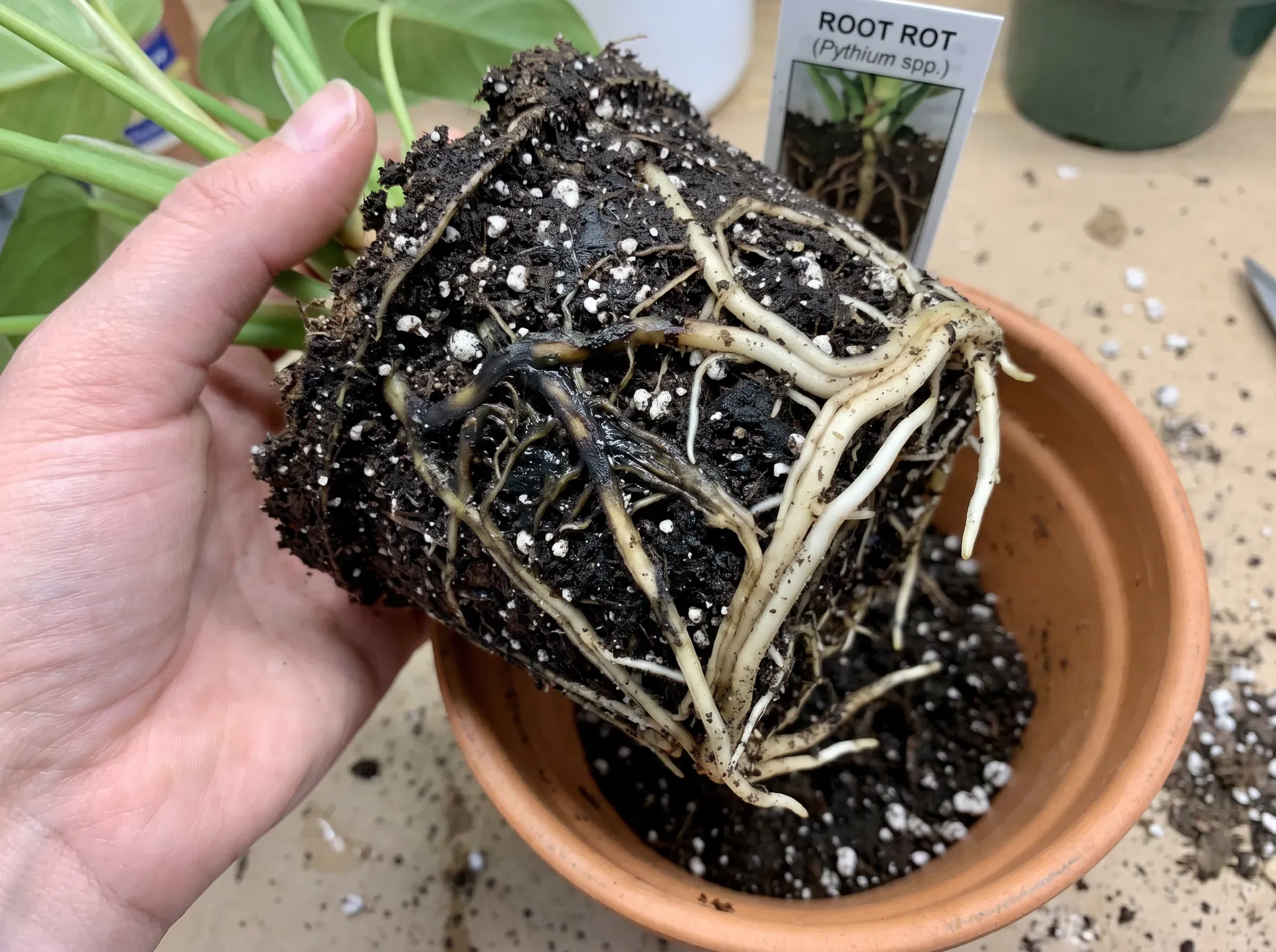 Overwatering & Root Rot 2