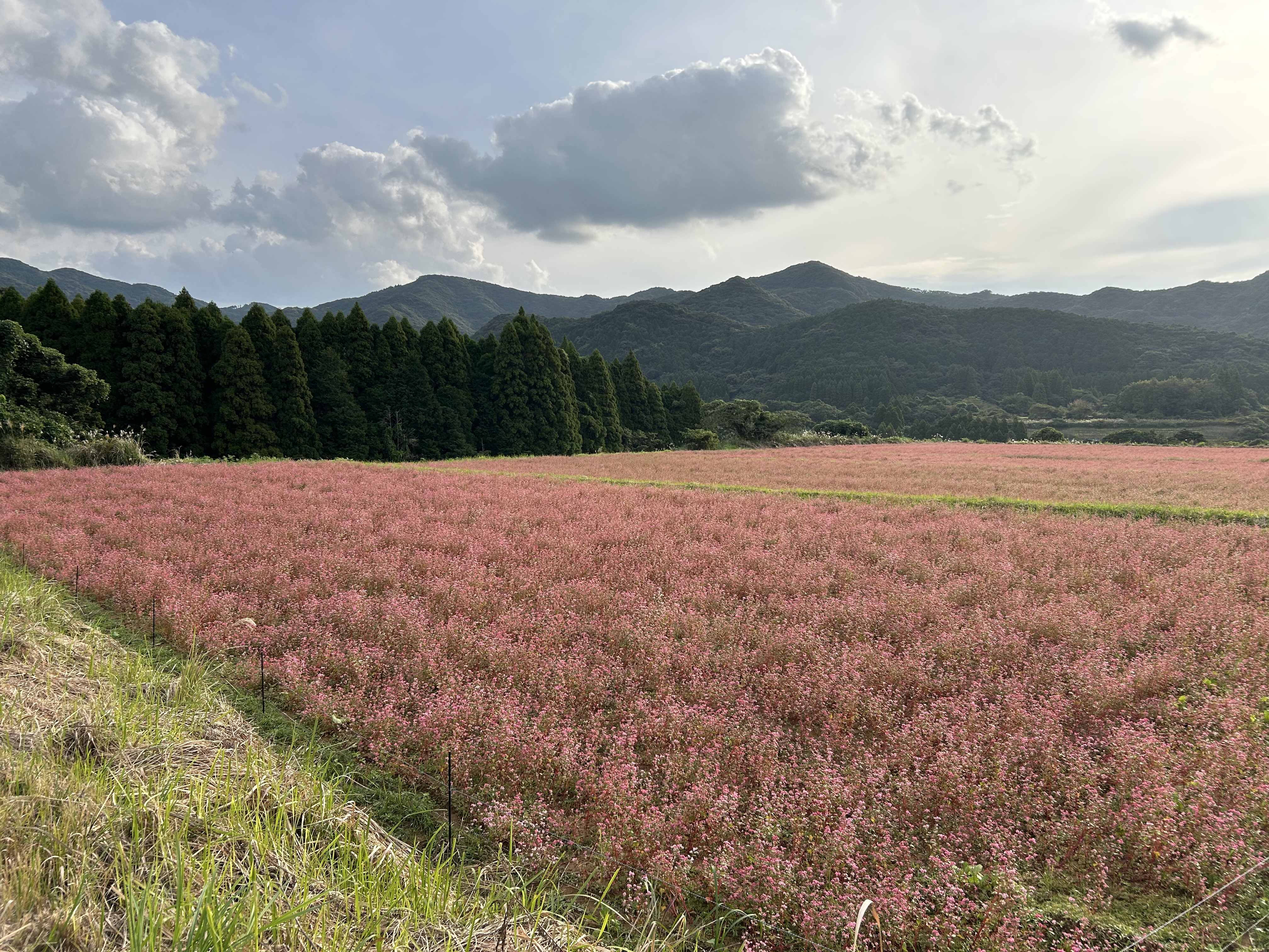 鹿児島県枕崎市