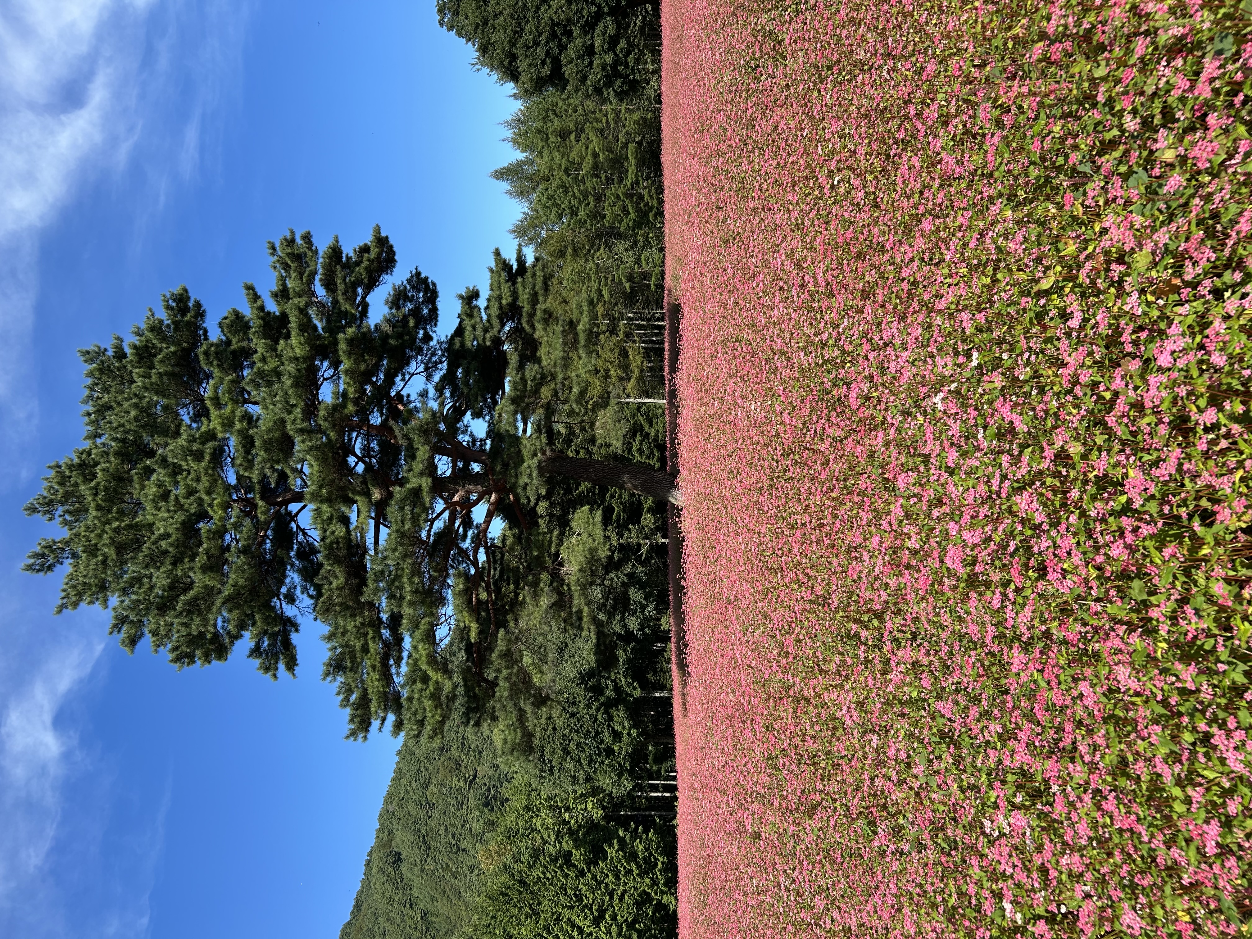 ルビーの里駒ヶ岳ガーデン