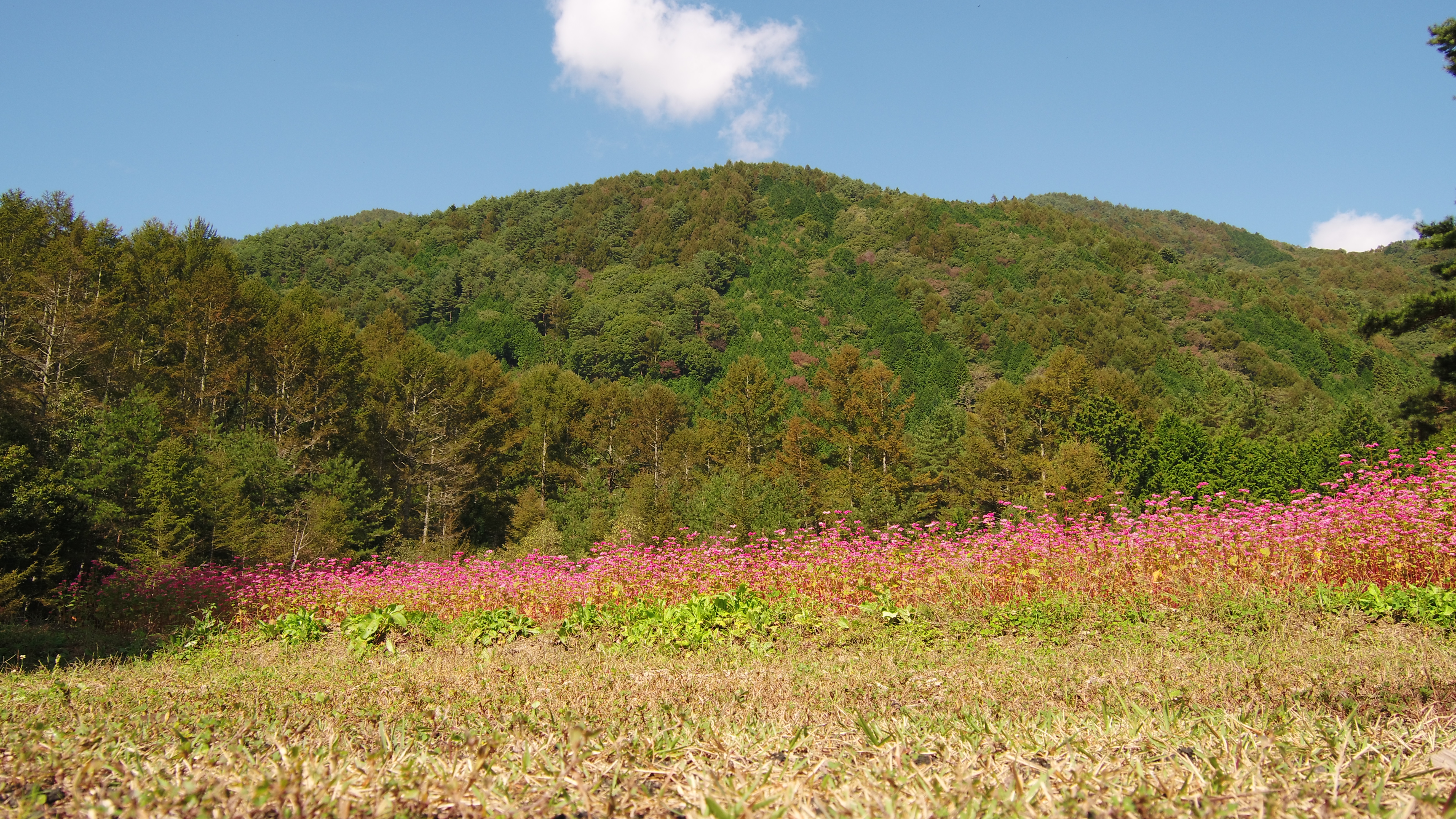 山の麓に咲く高嶺ルビー