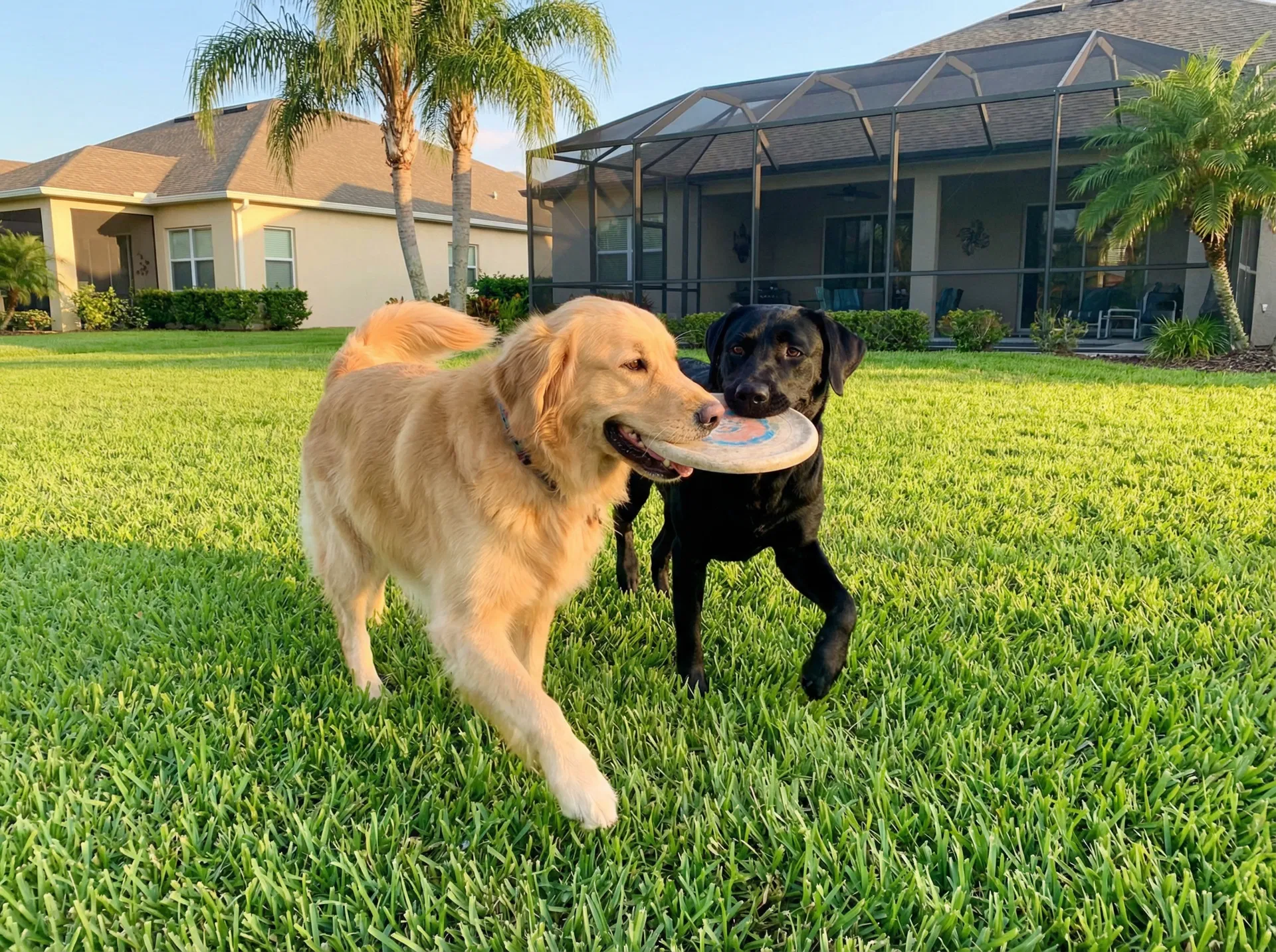 Happy dogs playing in clean Florida backyard