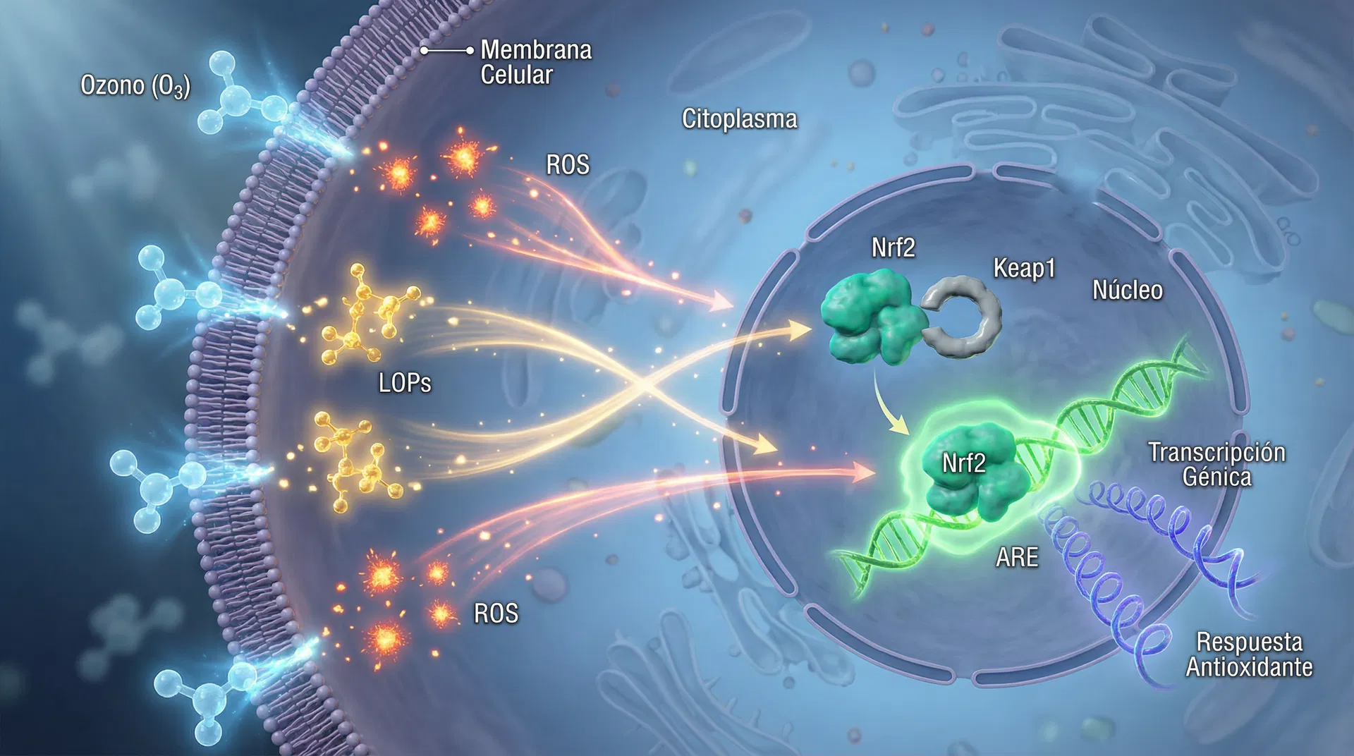 Cómo actúa la Ozonoterapia a nivel celular