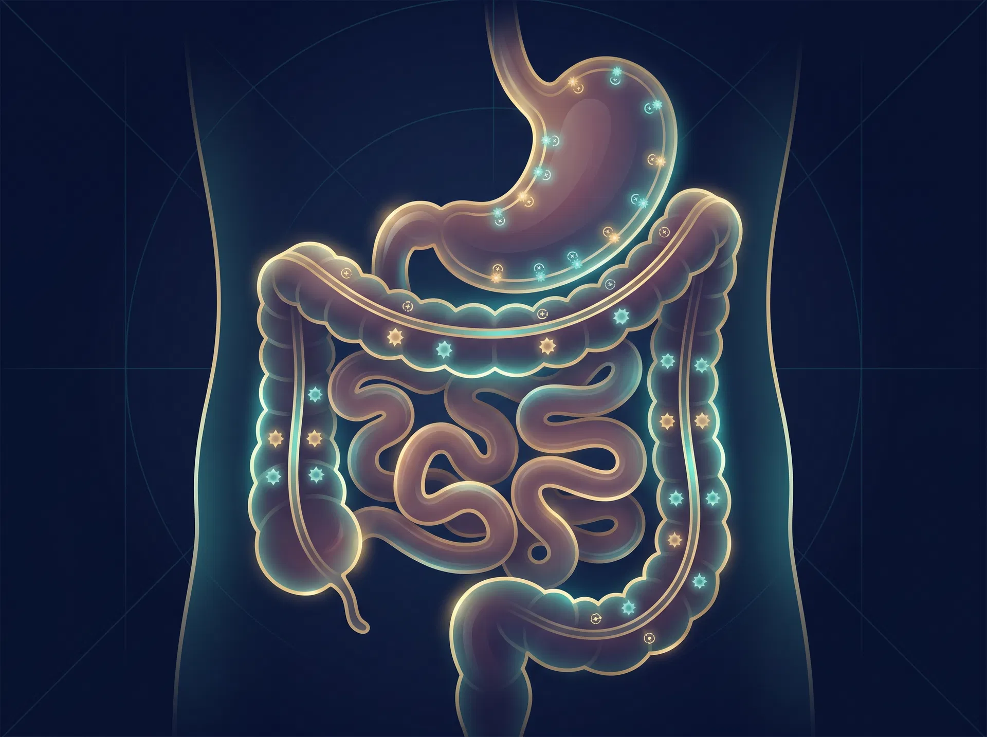 GI Anatomy Illustration