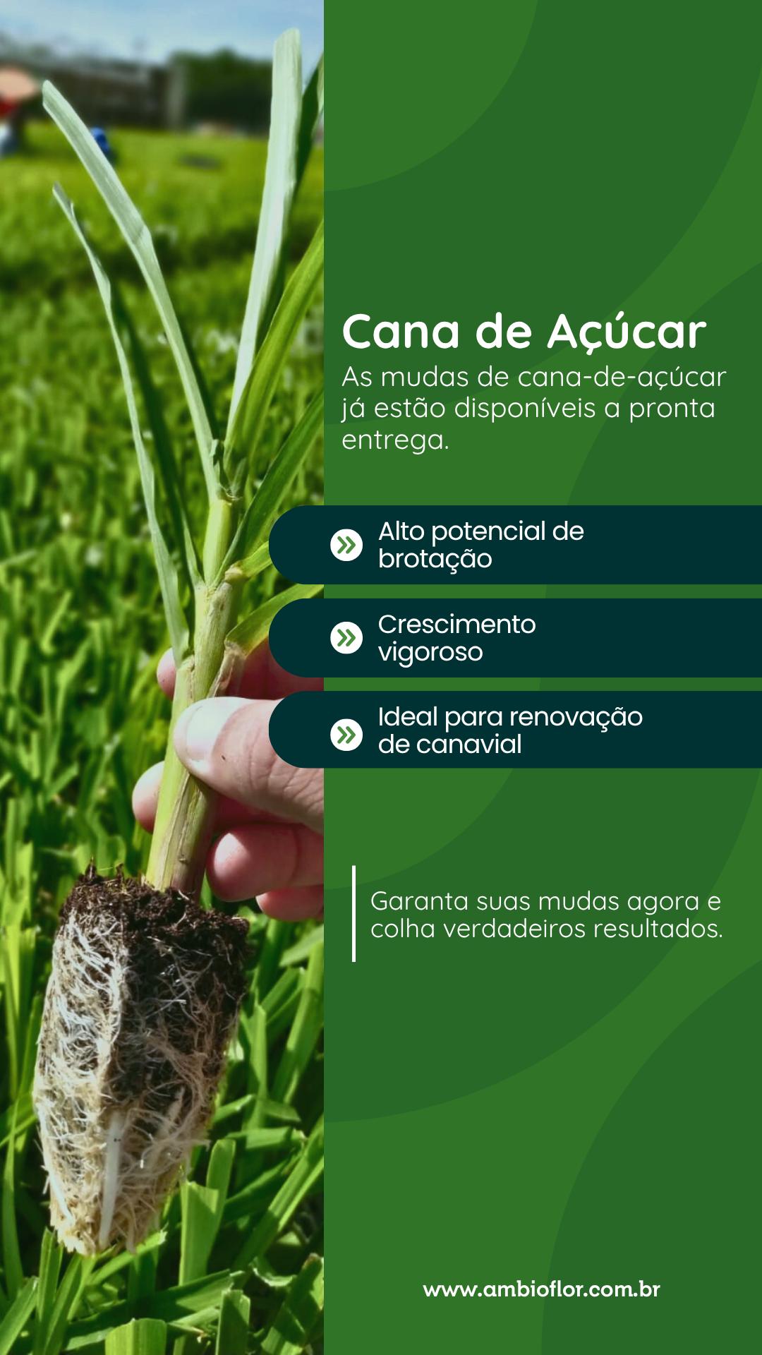 Mudas Pré Brotadas Cana de Açucar