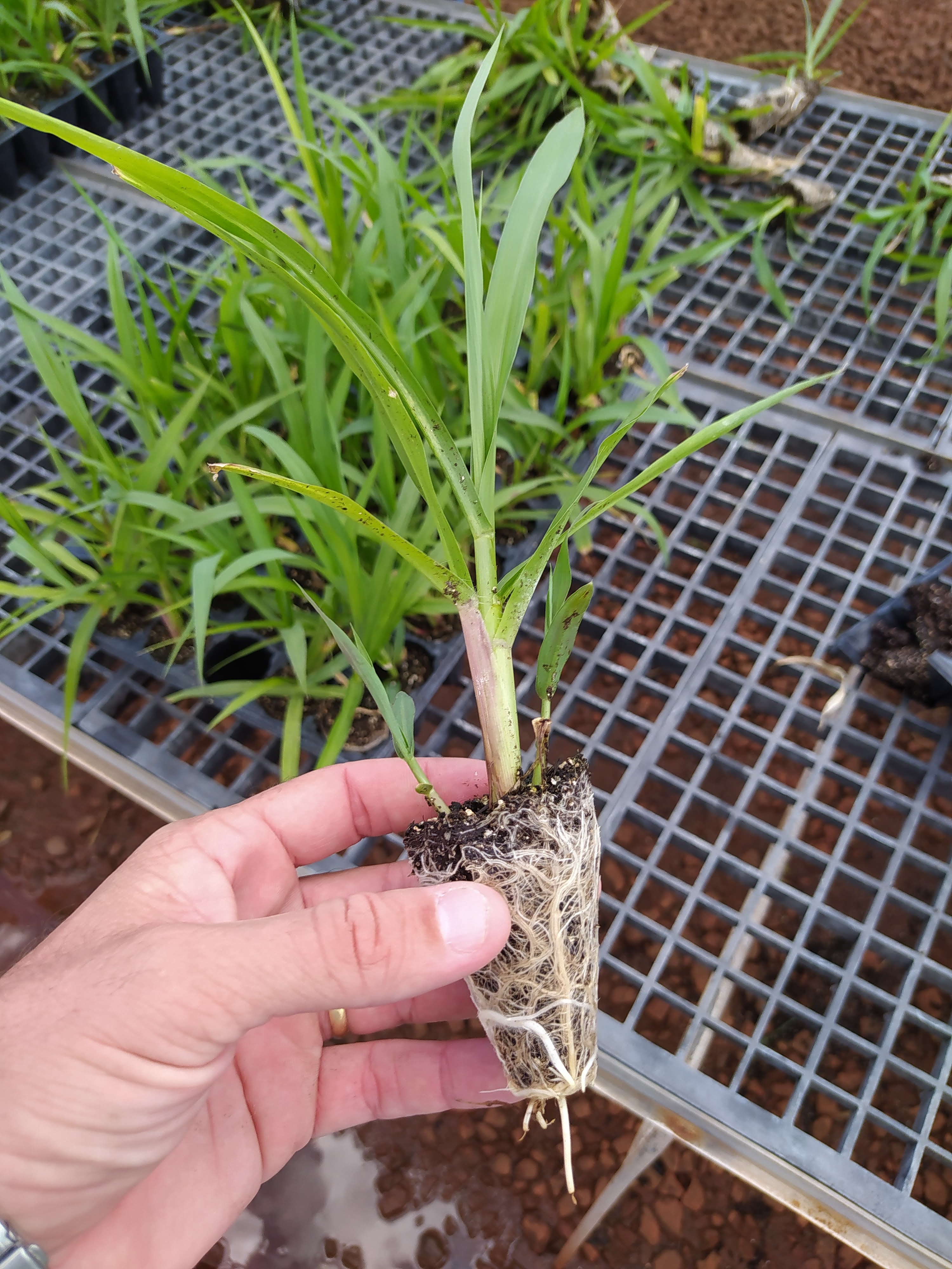 Mudas Pré Brotadas Cana de Açucar - 3