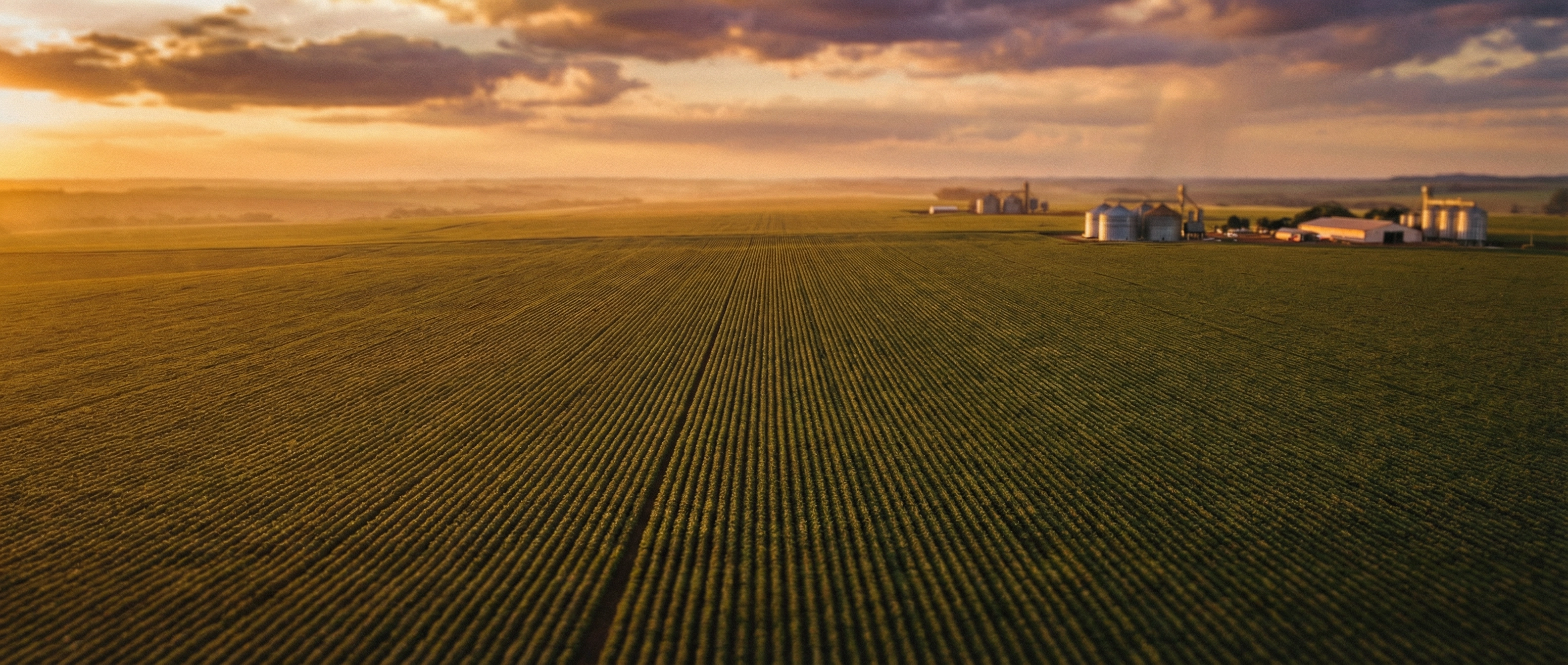 Campos de soja ao pôr do sol